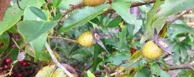 金樱子什么时候成熟 金樱子什么时候成熟采摘,一般能存放多久