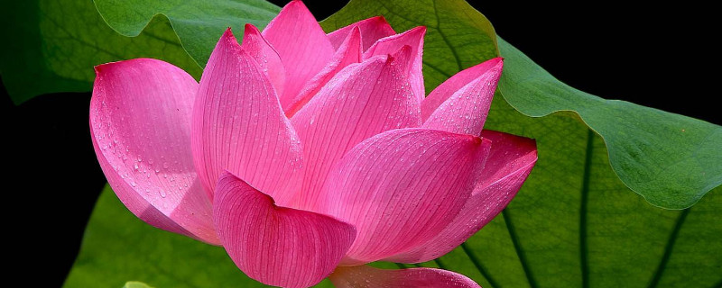 盆栽荷花如何修剪（荷花怎样修剪）