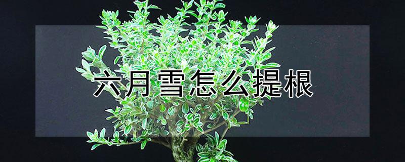 六月雪怎么提根 六月雪怎么提根视频