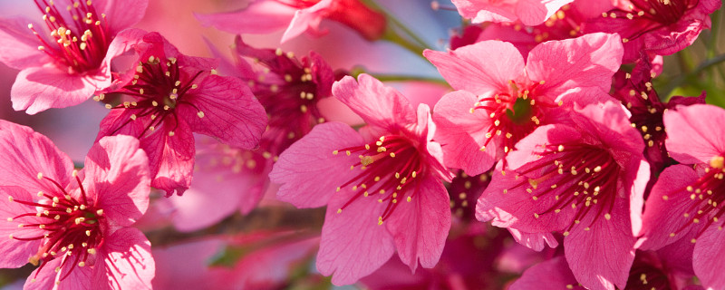 杜鹃花需要每天浇水么（杜鹃花需要经常浇水吗）
