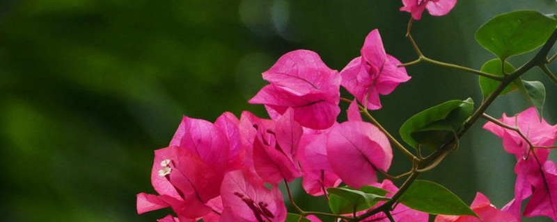 三角梅开花期间能施肥吗（三角梅开花期可以施肥吗）