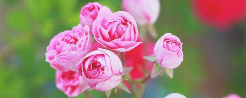 蔷薇怎么插杆 蔷薇插条方法