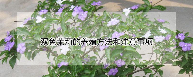 双色茉莉的养殖方法和注意事项 双色茉莉的养殖方法和注意事项地栽
