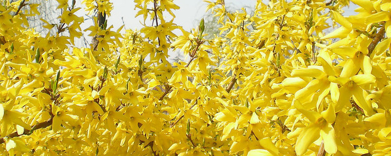 迎春花会结果吗（迎春花会开花吗）