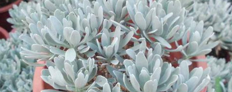 芙蓉菊的养殖方法和注意事项（芙蓉菊要怎么养）