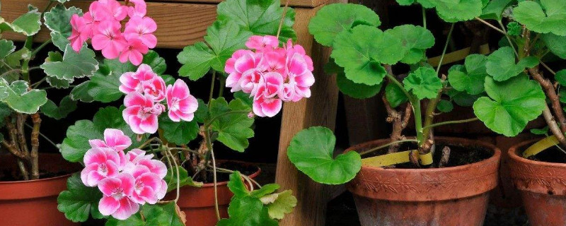 天竺葵为什么不开花(天竺葵为什么不开花?掉花蕾)