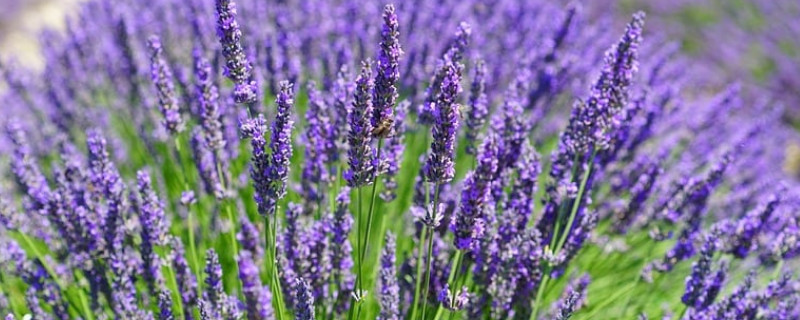 薰衣草和鼠尾草的区别 薰衣草与鼠尾草的区别
