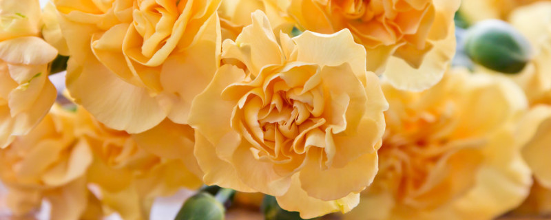 康乃馨叶子干了是什么原因 康乃馨叶子干了怎么办