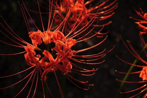 彼岸花夏天怎么护理