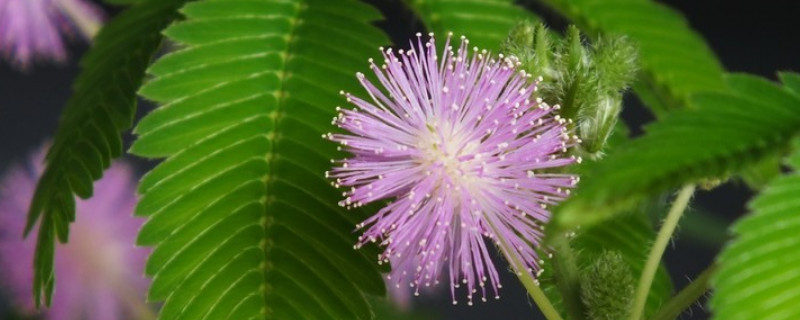 含羞草怎么浇水 含羞草怎么浇水浇水含羞草怎么浇水