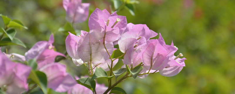 三角梅会冻死吗（三角梅容易冻死吗）