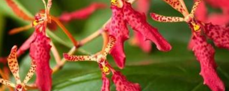 火焰兰怎么养（火焰兰怎么养才来花）