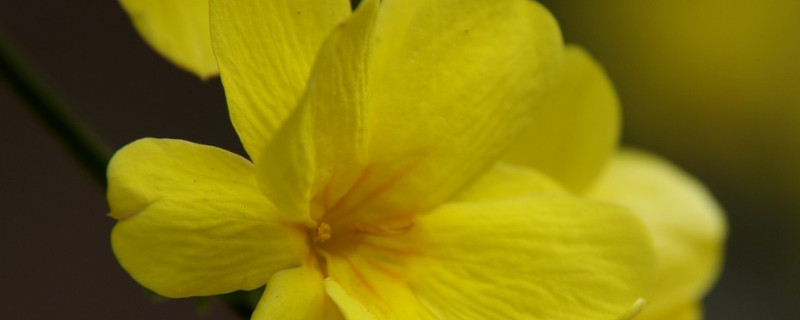 迎春花的叶子为啥向里卷 迎春叶子卷曲