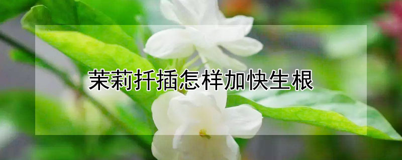 茉莉扦插怎样加快生根（茉莉花扦插多久生根）