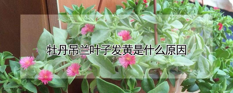 牡丹吊兰叶子发黄是什么原因 吊兰花的叶子发黄是什么原因