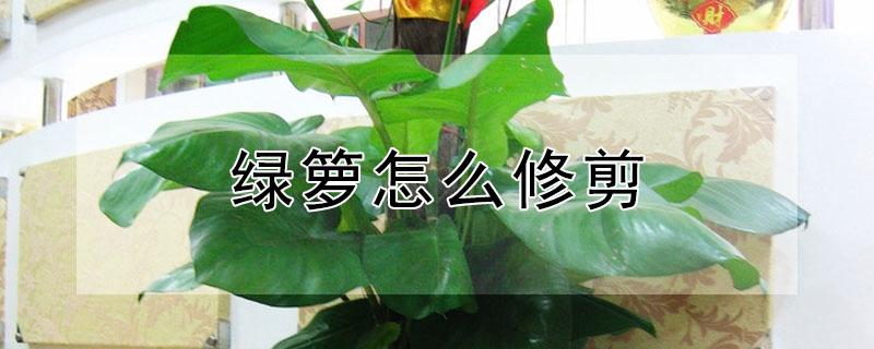 绿箩怎么修剪 绿萝怎么修剪