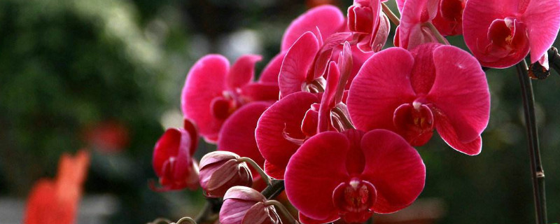 多株蝴蝶兰能养在一个花盆里吗（几株蝴蝶兰种植一个盆里怎么才能活）