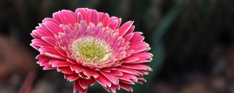 菊花栽培养殖方法 菊花栽培养殖方法可以扦插吗