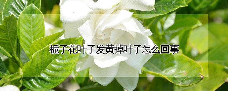栀子花叶子发黄掉叶子怎么回事（栀子花黄叶掉叶子是怎么回事）