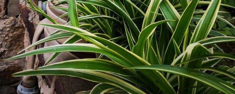 吊兰怎么浇水 吊兰怎么浇水 一次浇多少水