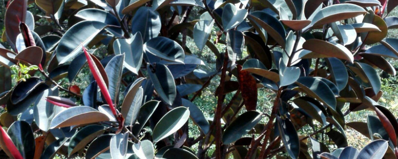 橡皮树夏季注意事项 橡皮树夏天养护方法