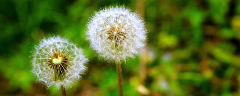 蒲公英种植方法和时间 蒲公英种植方法和时间大面积