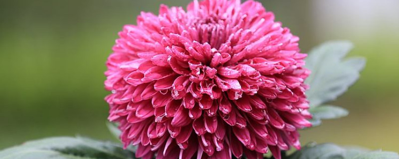 菊花分株好还是扦插好 菊花是扦插还是嫁接