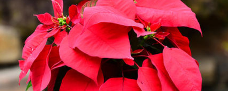 一品红可以放在室内养吗（一品红可以放室内养吗?）