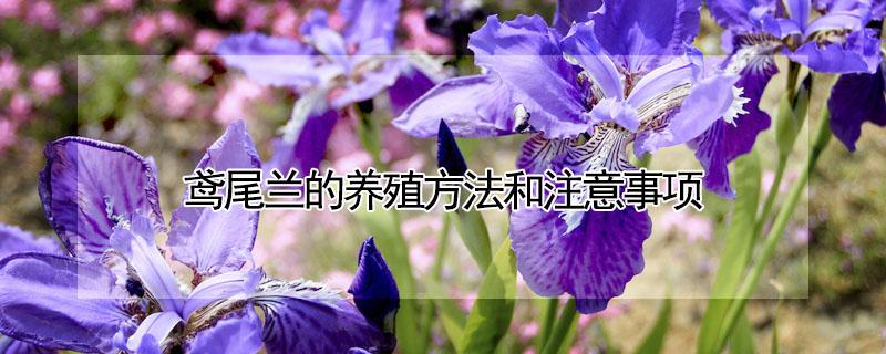 鸢尾兰的养殖方法和注意事项 鸢尾兰怎么养