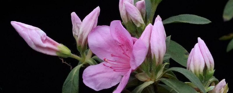 怎样让杜鹃花叶子发亮 如何让杜鹃花的叶子油光发亮