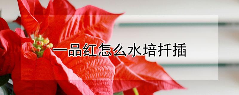 一品红怎么水培扦插（一品红能扦插吗怎么扦插法）