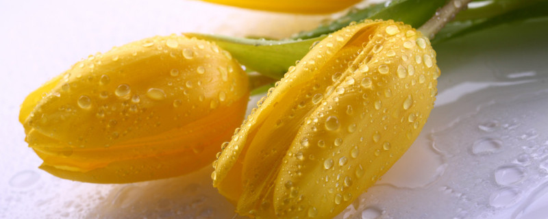 郁金香春天开花吗 郁金香是不是春天的花