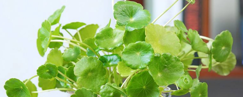 铜钱草土培怎么养 铜钱草土培怎么养才能更旺盛