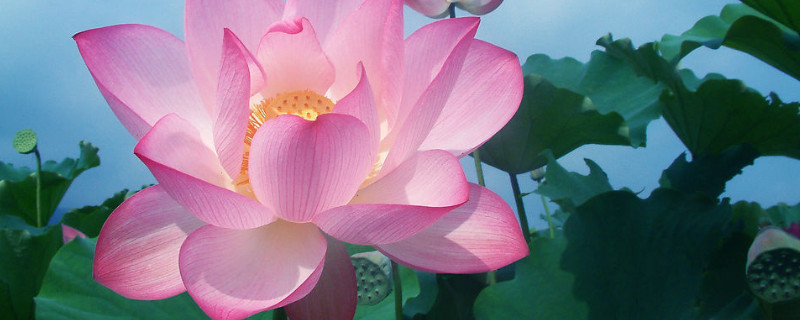 水养荷花为什么不开花（荷花养在水里会开吗?）