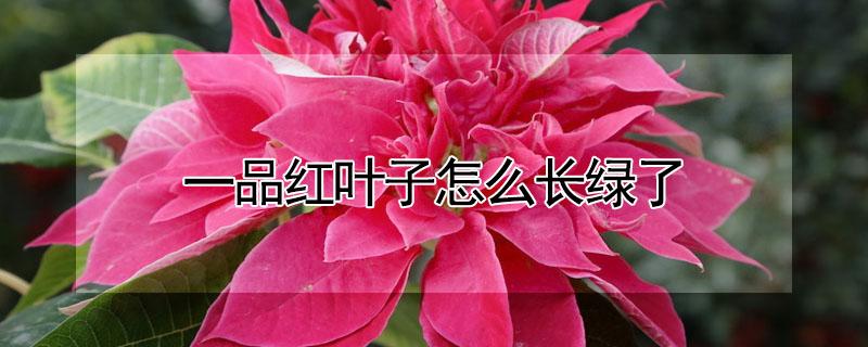 一品红叶子怎么长绿了（一品红怎么长出来的叶子是绿色的）