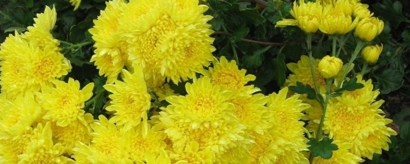 菊花怎样晒干还是烘干（菊花怎么晒干好）