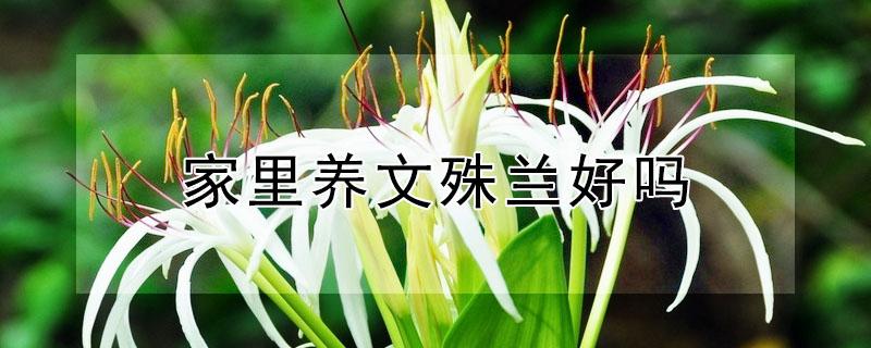 家里养文殊兰好吗(家里养文殊兰花好处)