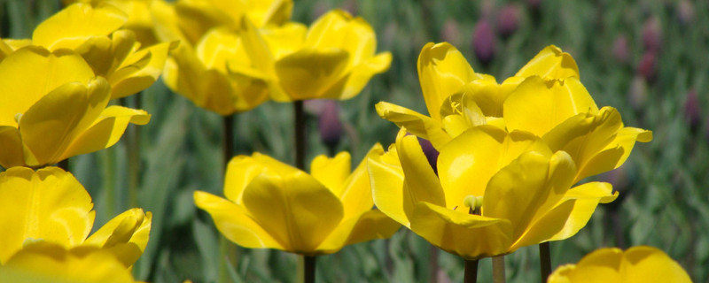 室内郁金香的种植方法和时间 室外种植郁金香什么季节种植
