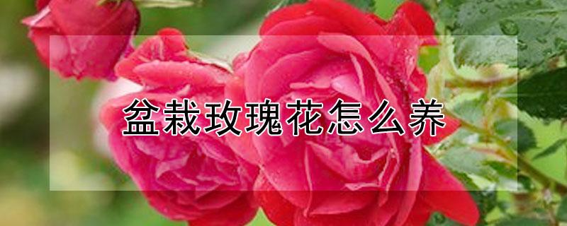 盆栽玫瑰花怎么养(盆栽玫瑰花怎么养可以放室内?)