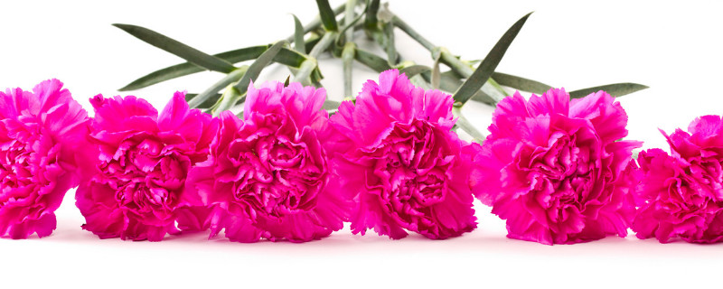 康乃馨有花粉吗（康乃馨花边粉）