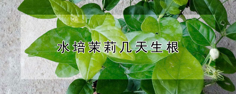 水培茉莉几天生根（水培茉莉多久生根）