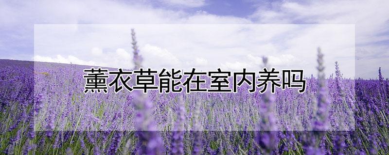 薰衣草能在室内养吗（薰衣草能在室外养吗）