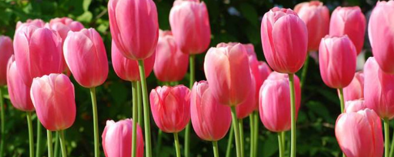 郁金香鲜切花能养多久（郁金香切花可以养多久）