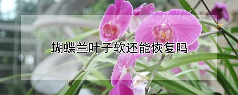 蝴蝶兰叶子软还能恢复吗（蝴蝶兰叶子变软后还可以恢复吗）