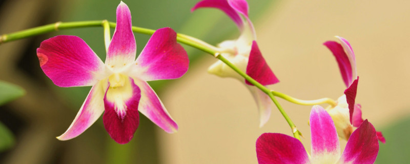 蝴蝶兰盆栽好养吗 蝴蝶兰好养吗?