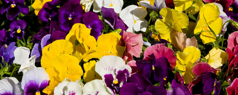 紫罗兰能晒太阳吗 紫罗兰花能晒太阳吗