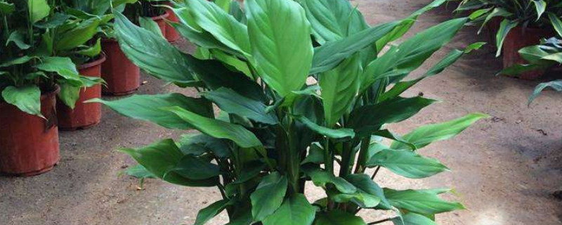 万年青从根部剪了怎么不发芽（万年青修剪后多久可以发芽）