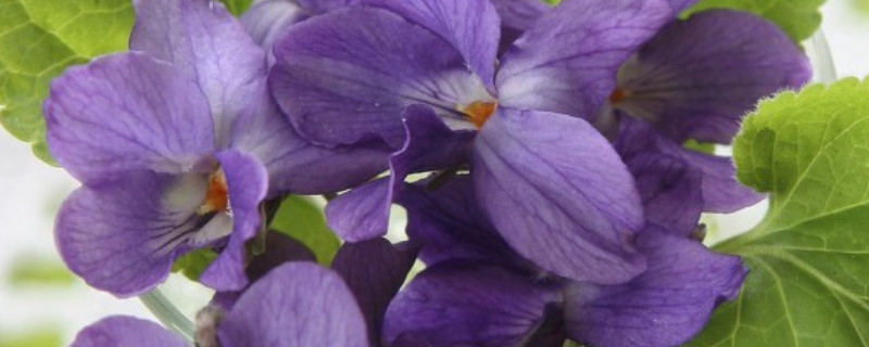 紫罗兰夏天可以种吗（紫罗兰好种植吗）