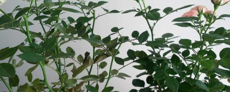 夏天月季叶子掉光了怎么救 月季夏天叶子掉光补救