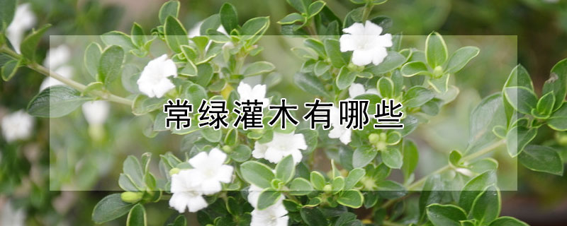 常绿灌木有哪些（北方常绿灌木有哪些）